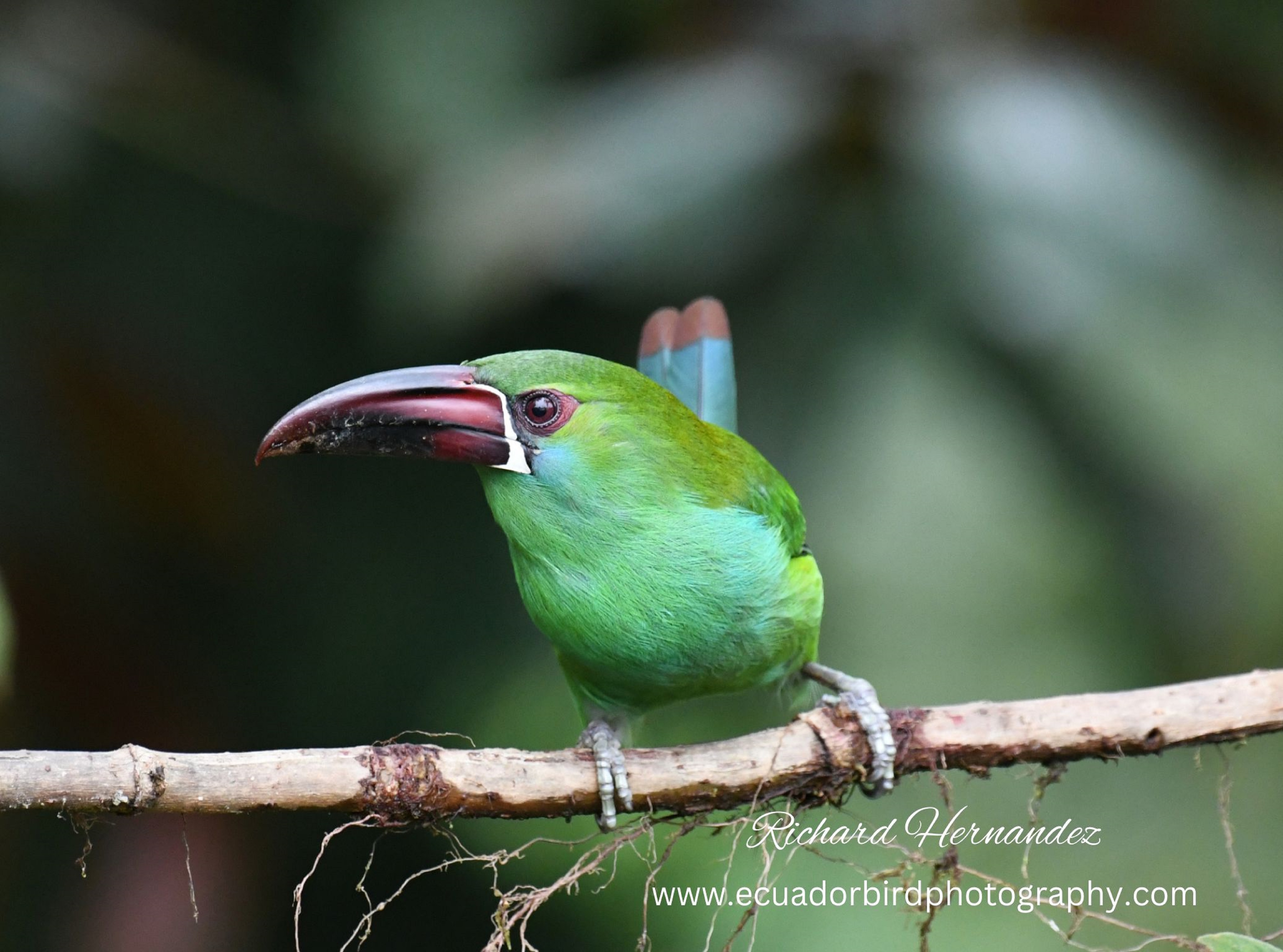 crimson-rumped toucanet mindo